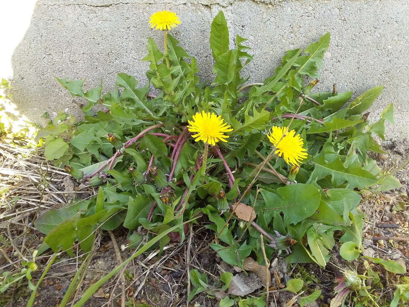 Annexe 20200331_181627 image plus petite.jpg