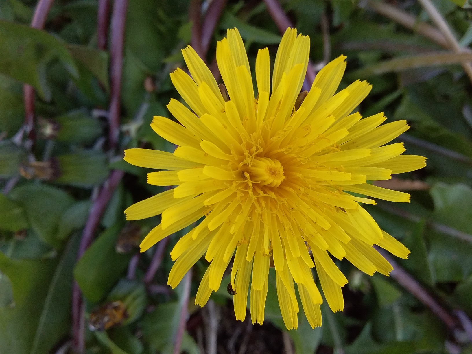 Annexe 20200331_181648 image plus petite.jpg