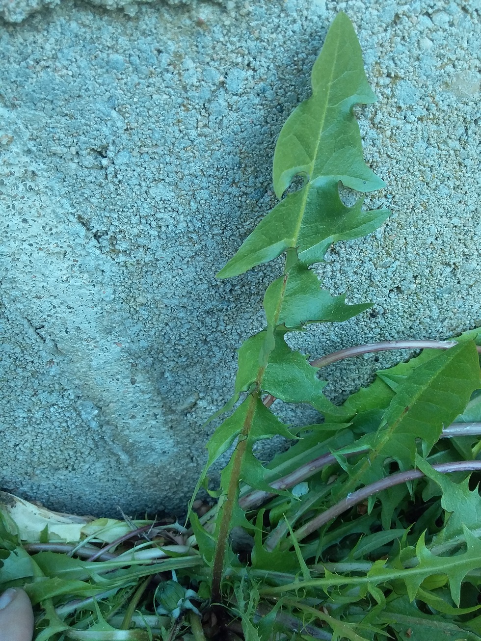 Annexe 20200331_181719 image plus petite.jpg