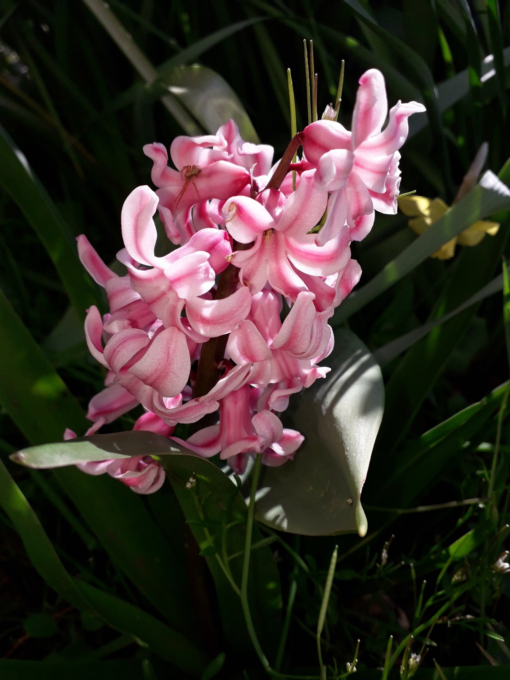 Annexe photo Jacinthe DOrient 3-1024x1365.jpg