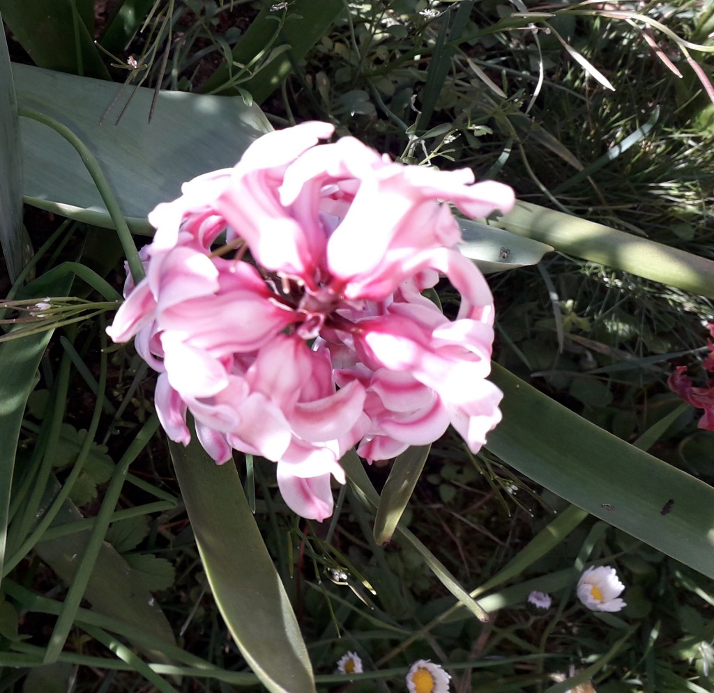 Annexe photo Jacinthe dOrient 1-1024x995.jpg