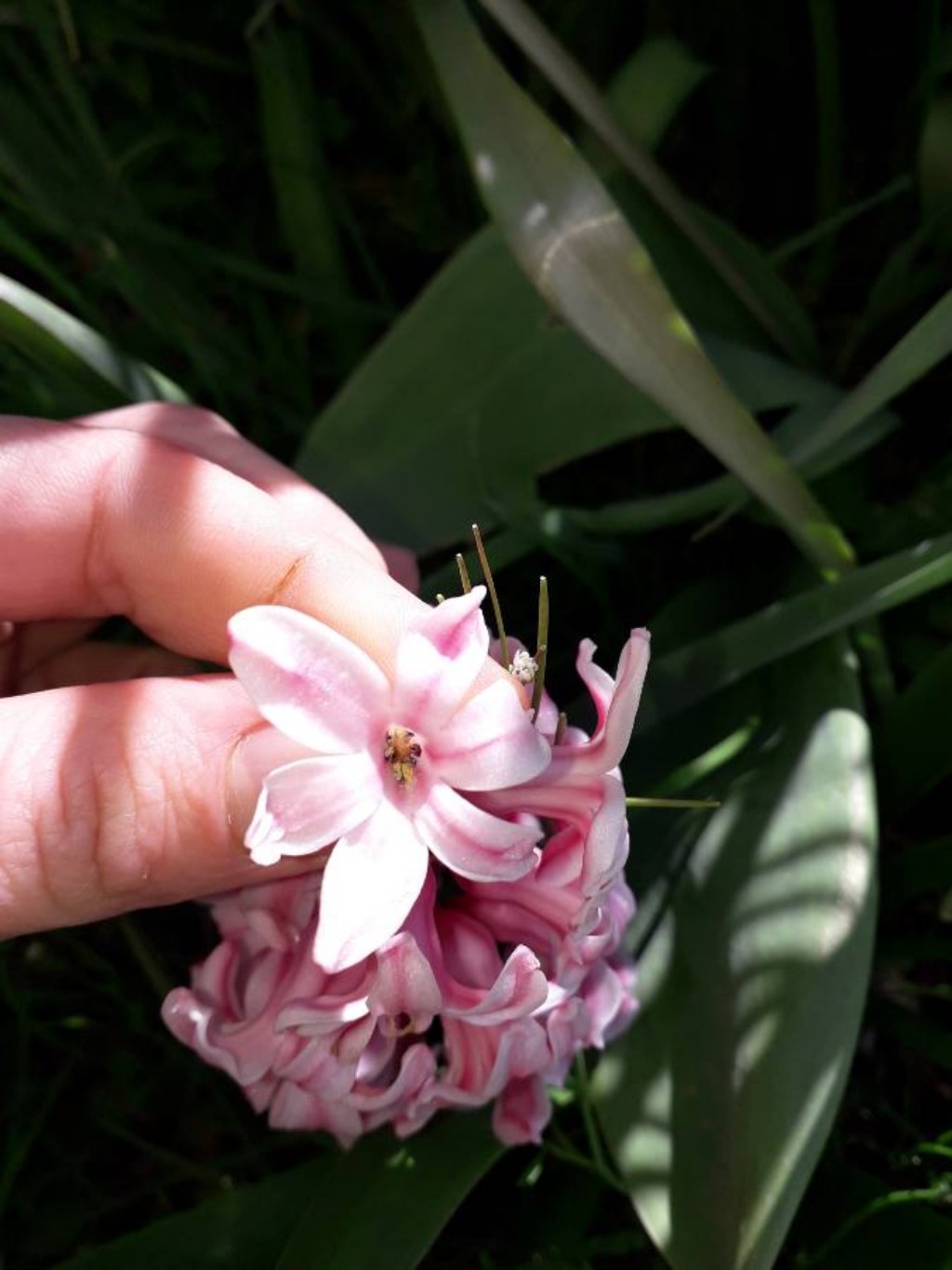 Annexe photo Jacinthe dOrient 2.JPEG