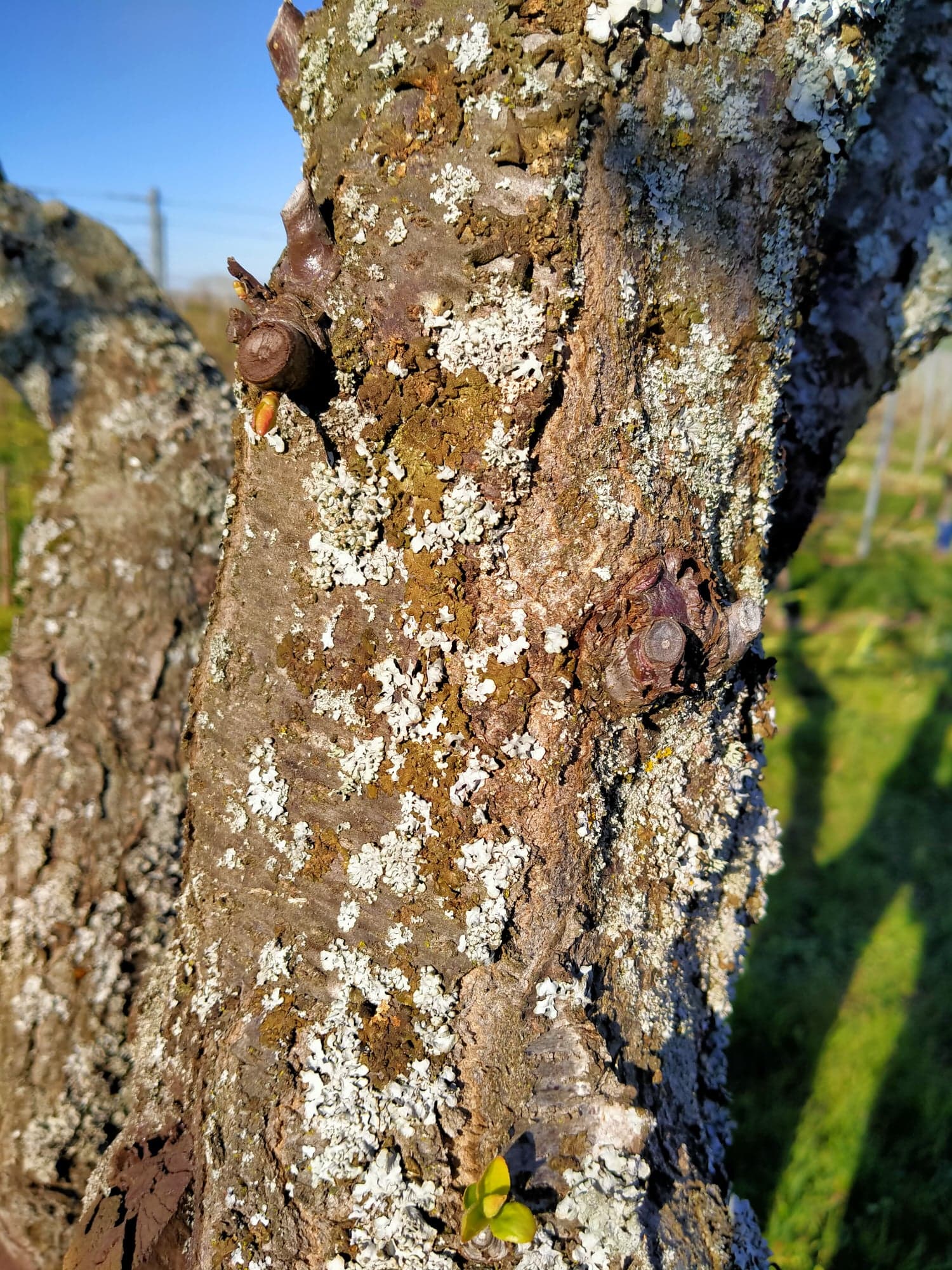 Annexe 91505577_3012647625422395_7445701398211067904_n.jpg