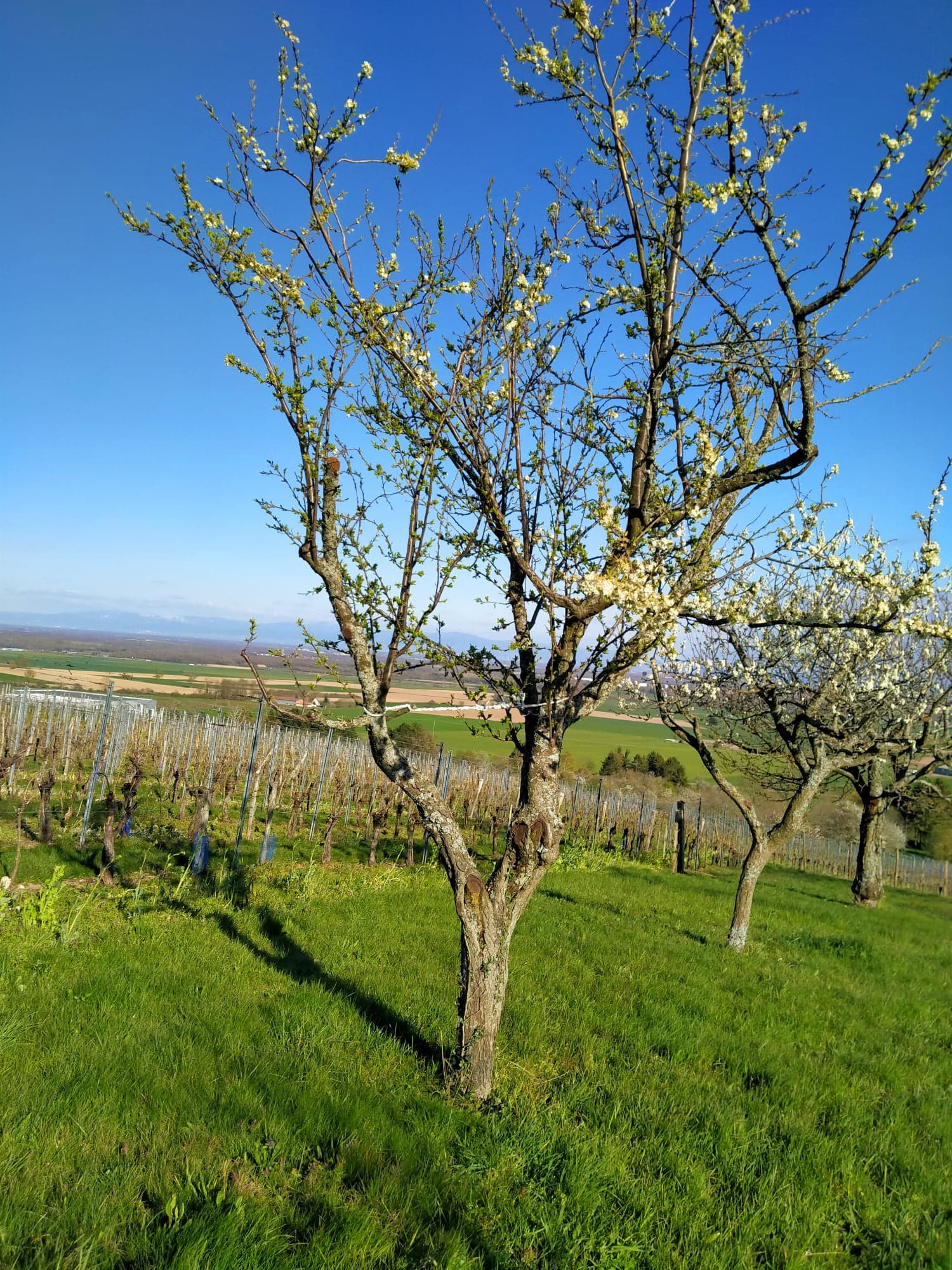 Annexe 91698934_1618767998276270_3268747004502605824_n.jpg