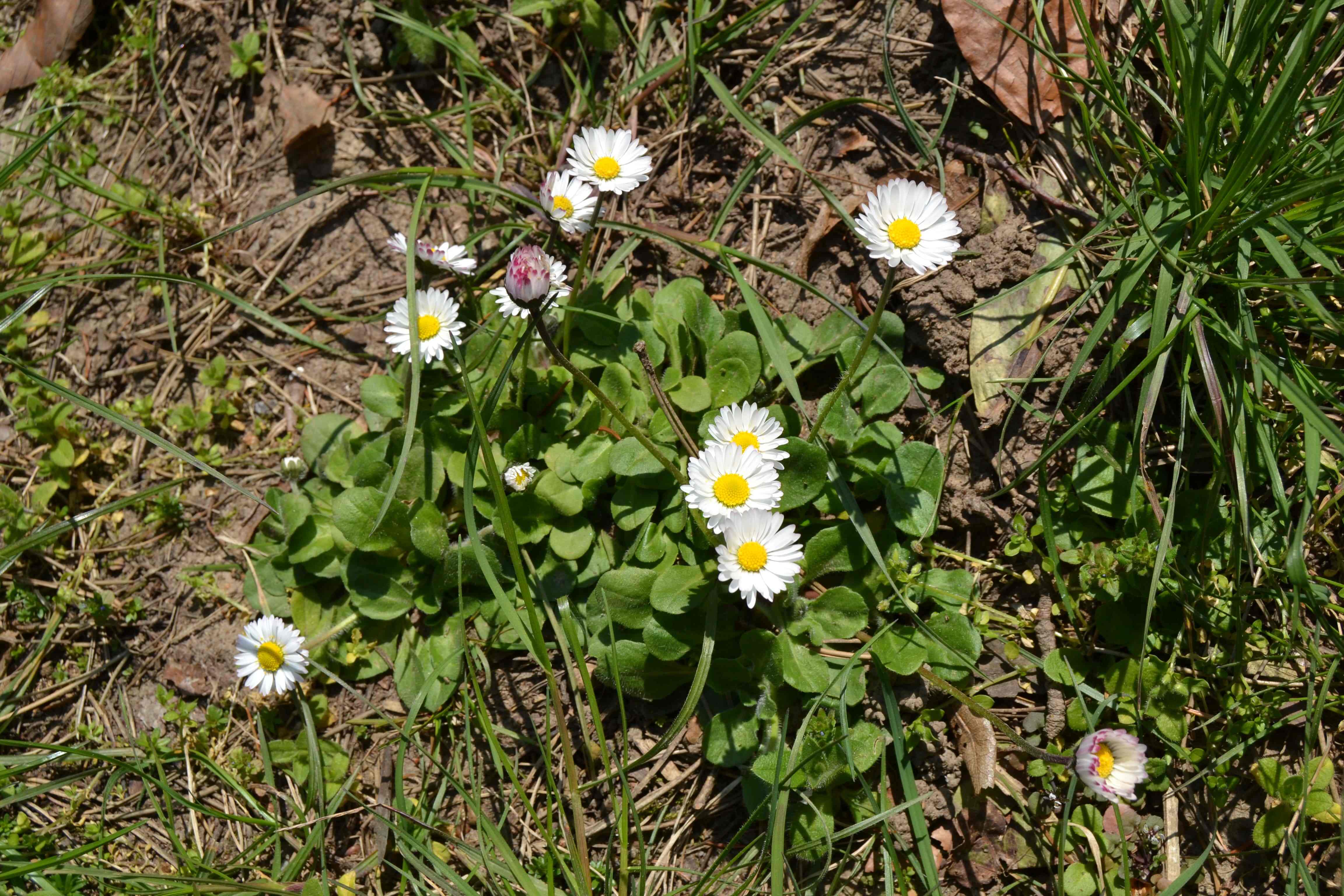 Annexe DSC_0385-compressed.jpg