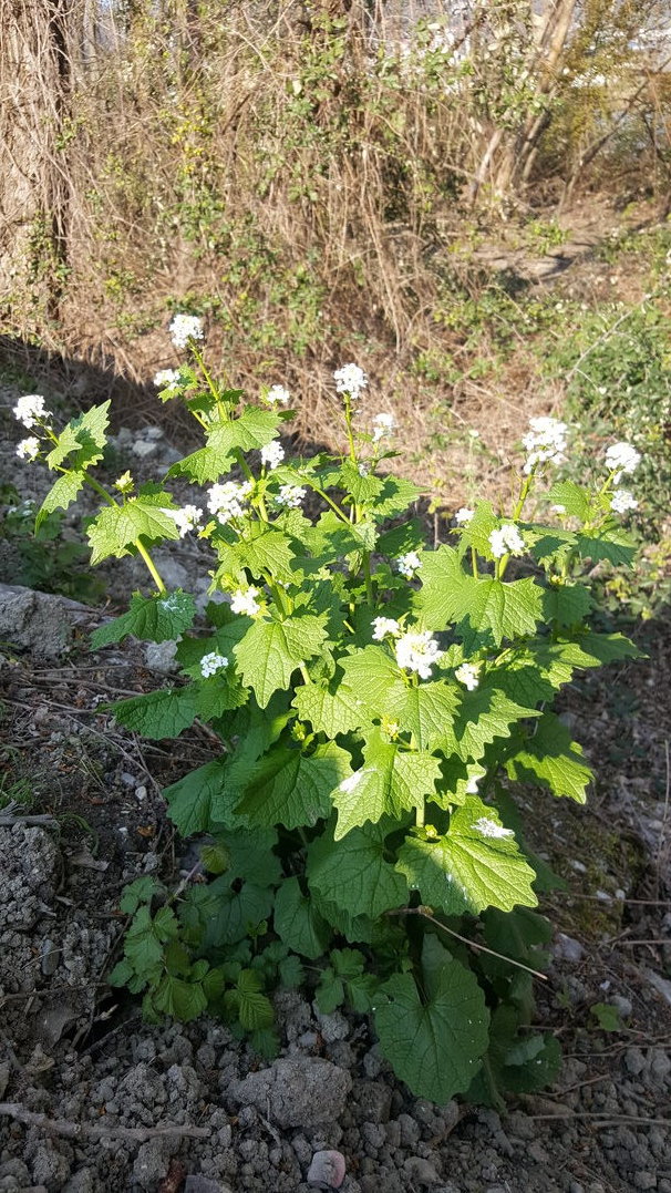 Annexe IMG_20200331_172142.jpg