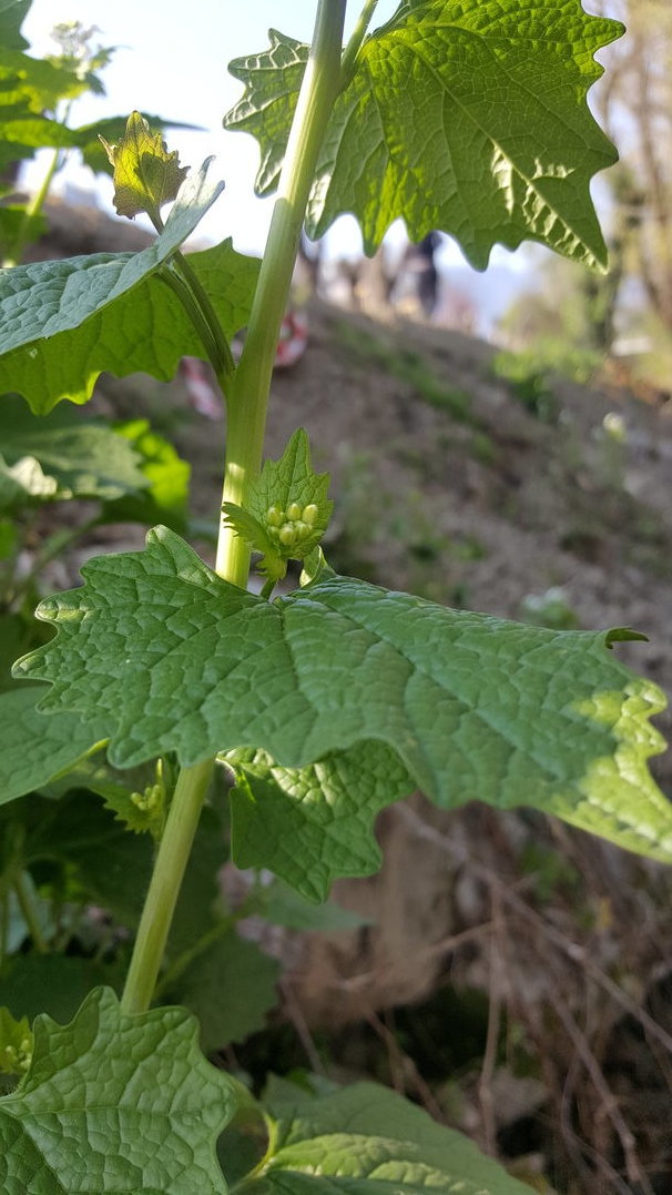 Annexe IMG_20200331_172317.jpg