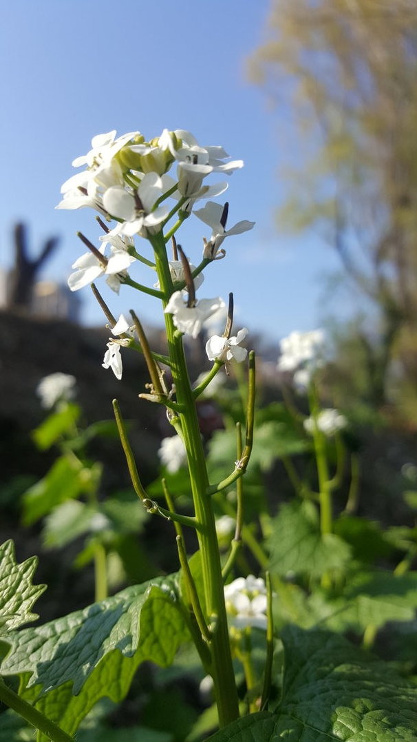 Annexe IMG_20200331_172345.jpg