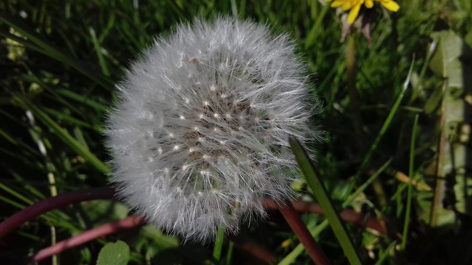 Annexe Pissenlit. Aigrettes.jpg