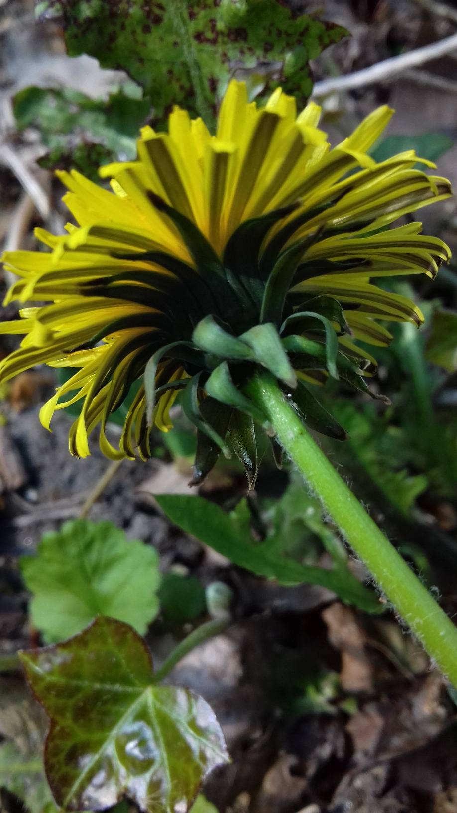 Annexe Pissenlit. La felur par en dessous..jpg