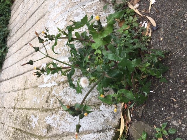 Annexe Pissenlit.JPG