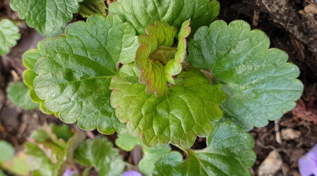 Annexe Feuilles 4.JPG