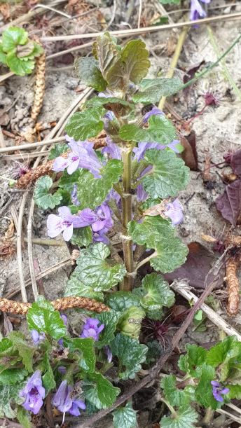 Annexe General  1.JPG