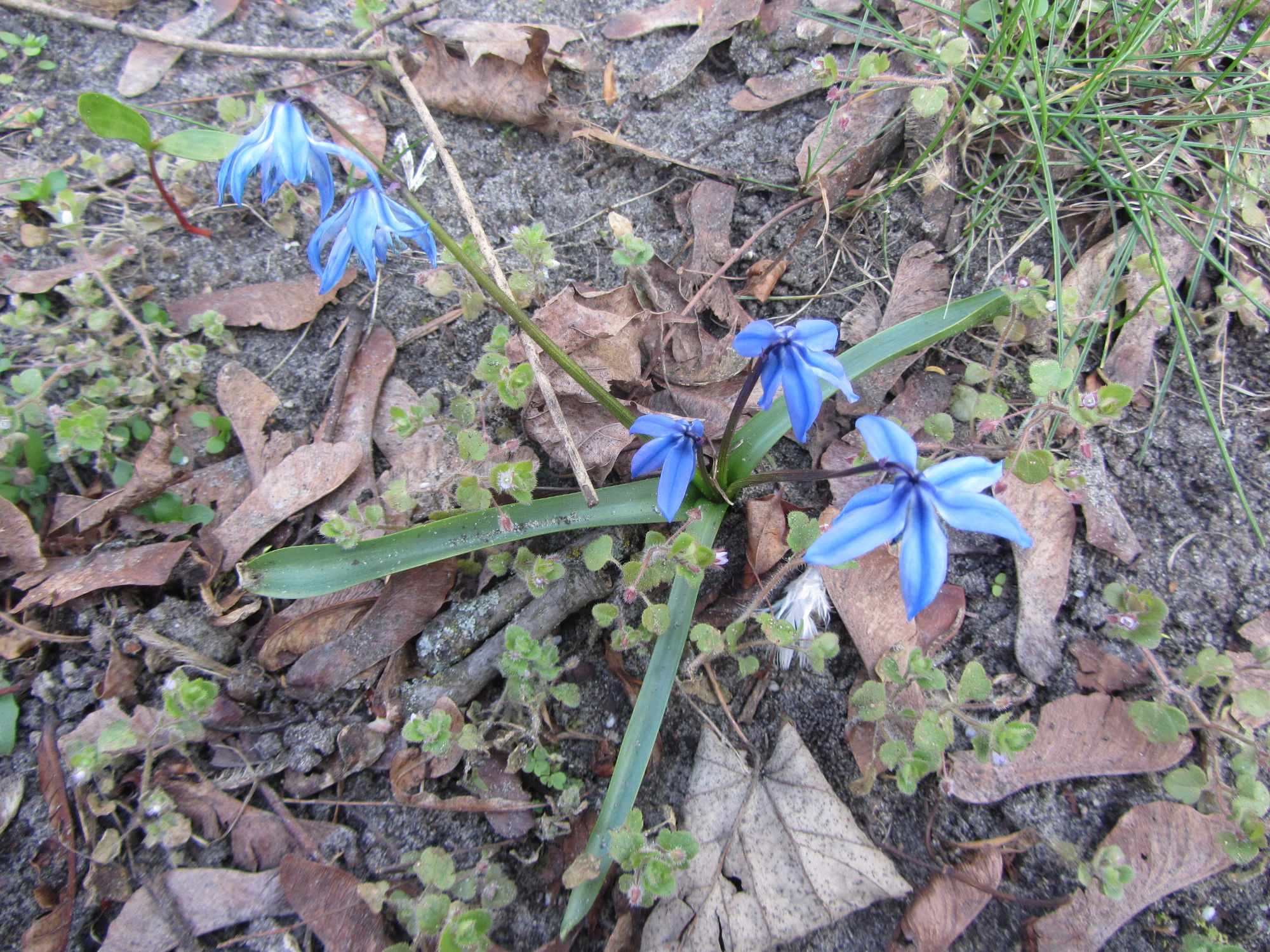 Annexe Scille de Siberie 03.JPG