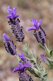 Annexe lavande sauvage.jpg