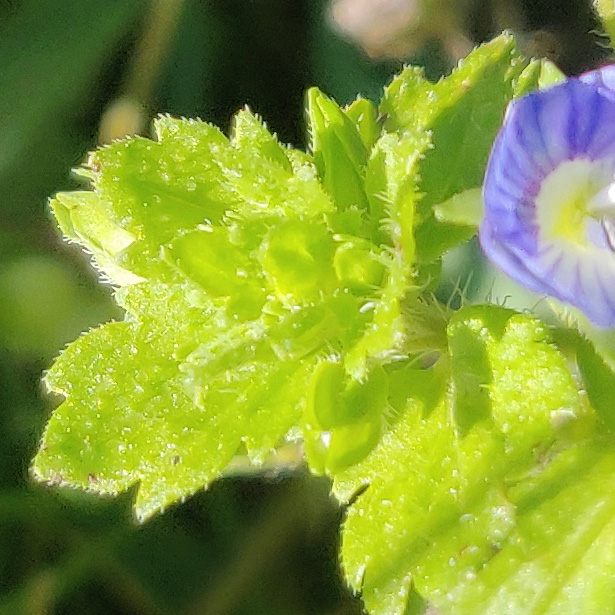 Annexe Veronica (1).jpg