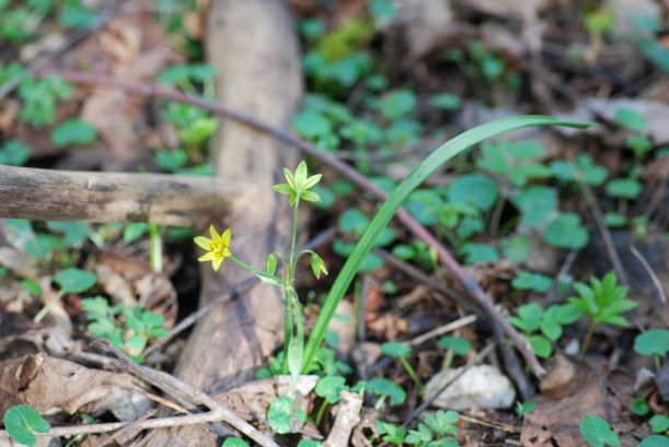 Annexe Gagea Lutea.JPG