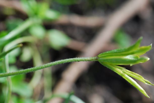 Annexe Gagea arvensis ou villosa.JPG