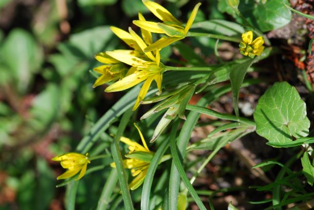 Annexe Gagea pratensis.JPG