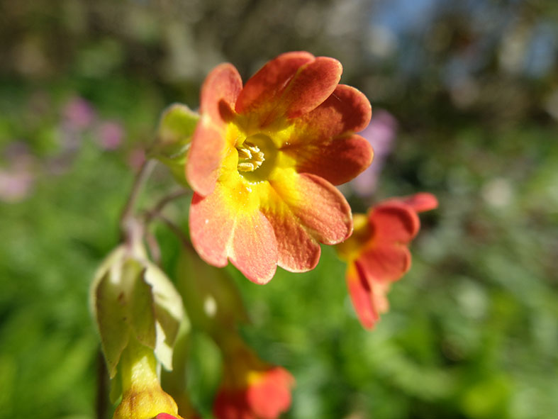 Annexe Primula 2.jpg