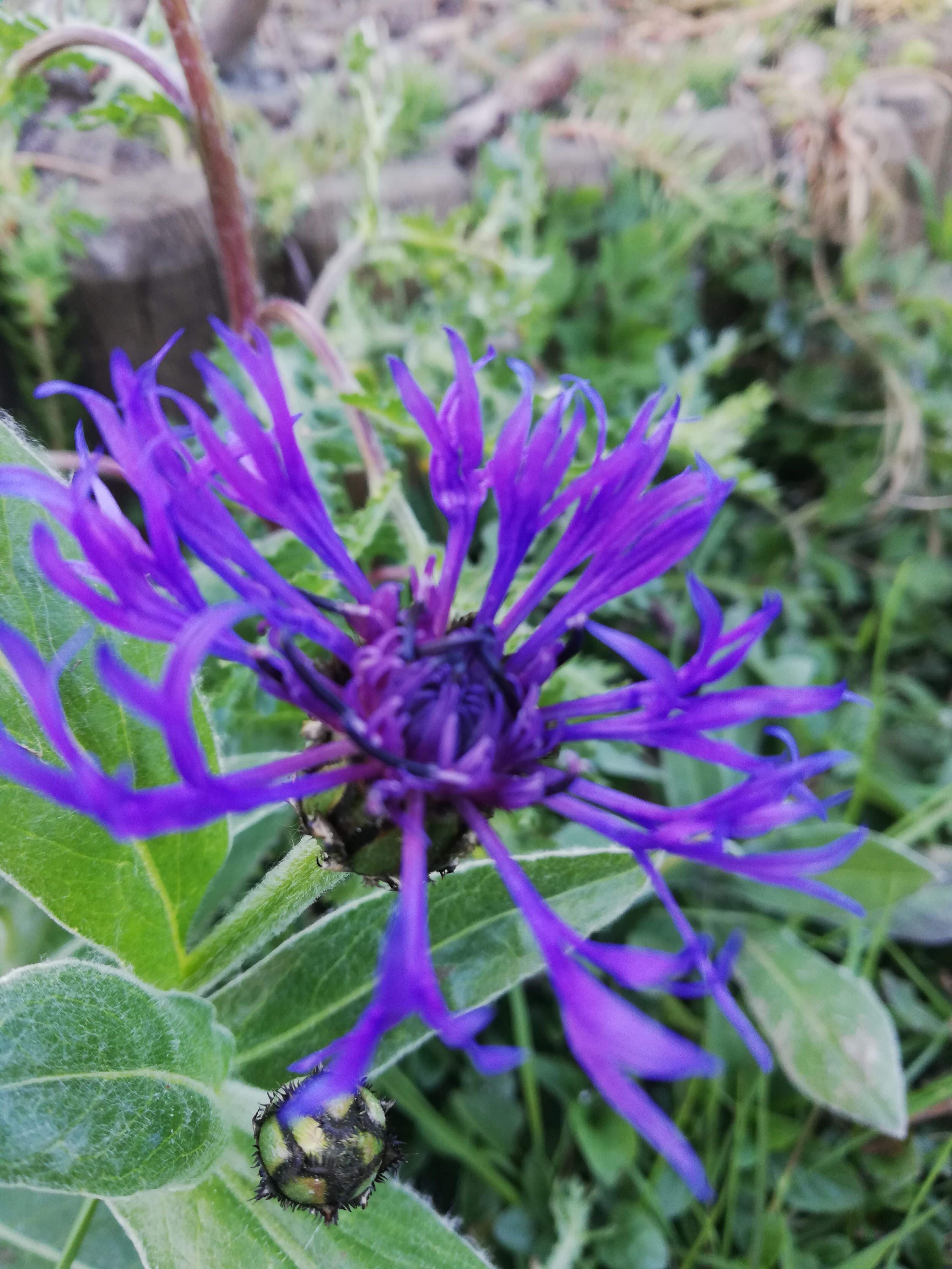 Annexe IMG_20200330_180514.jpg