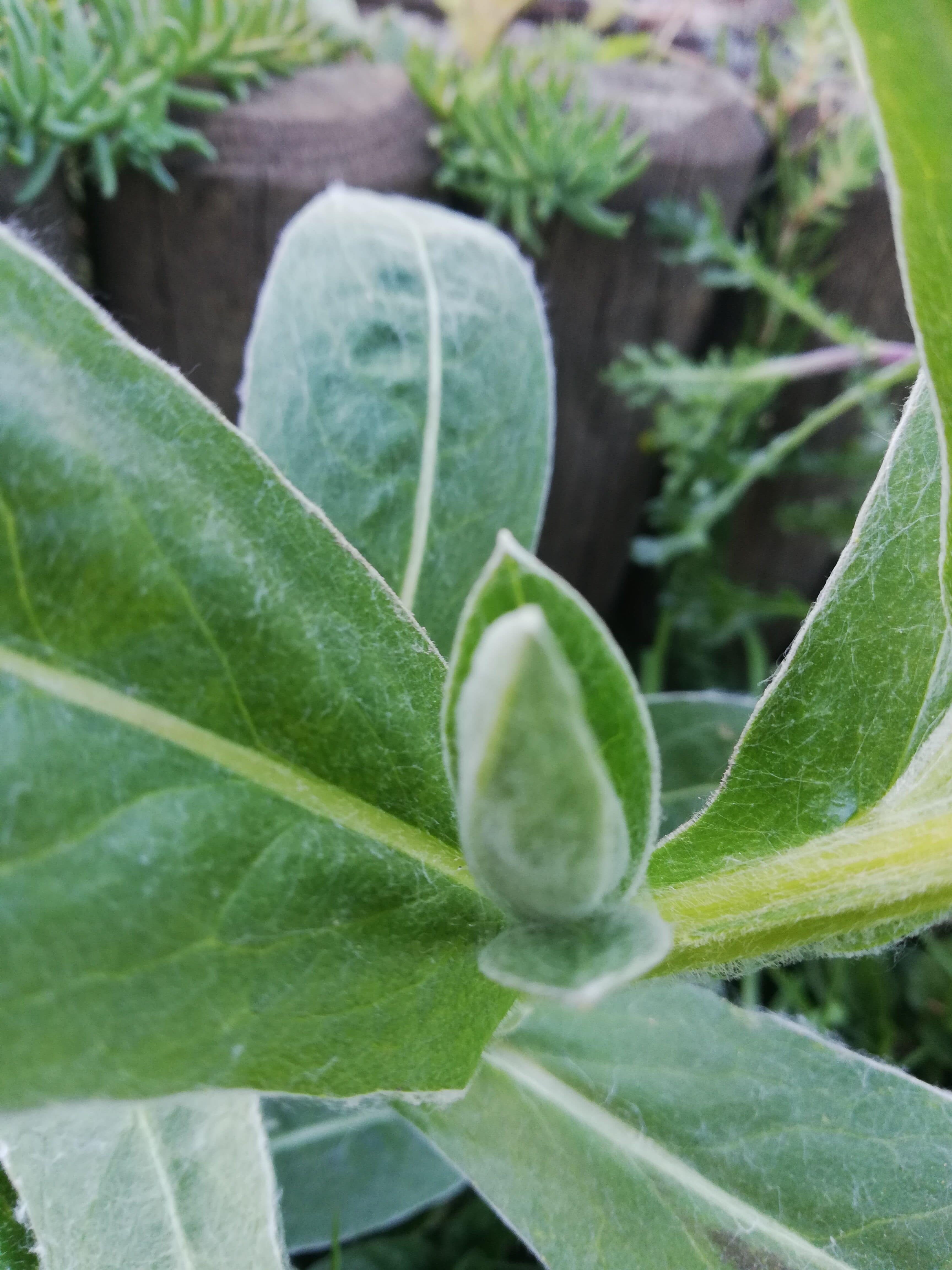 Annexe IMG_20200330_180603.jpg