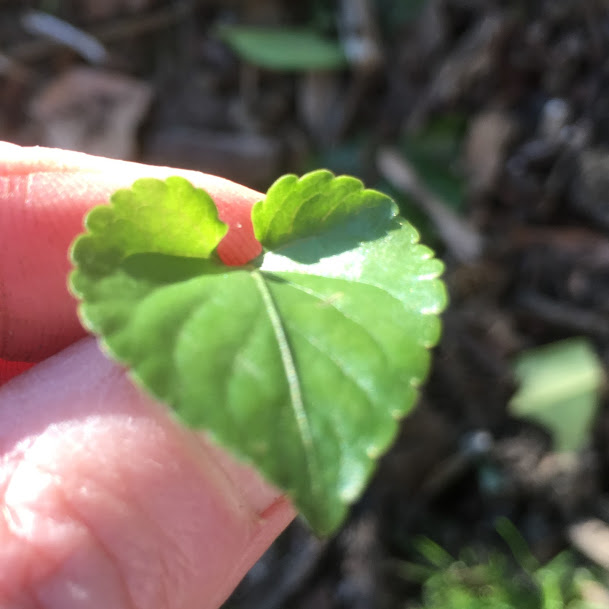 Annexe photo feuille.JPG
