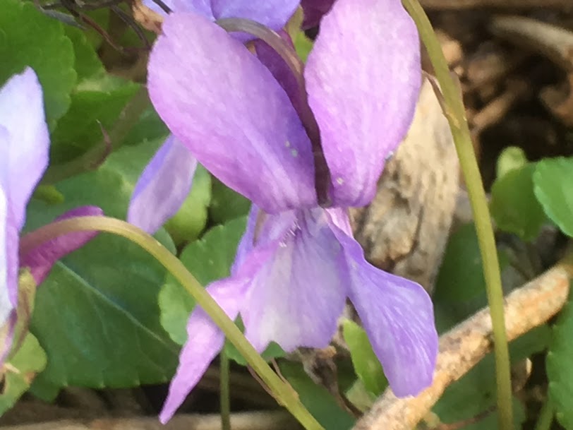 Annexe photo fleur vue de face.JPG