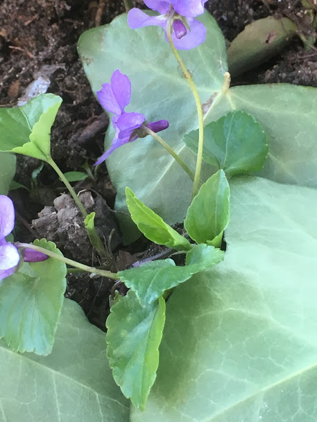 Annexe photo plante vue du dessus.JPG