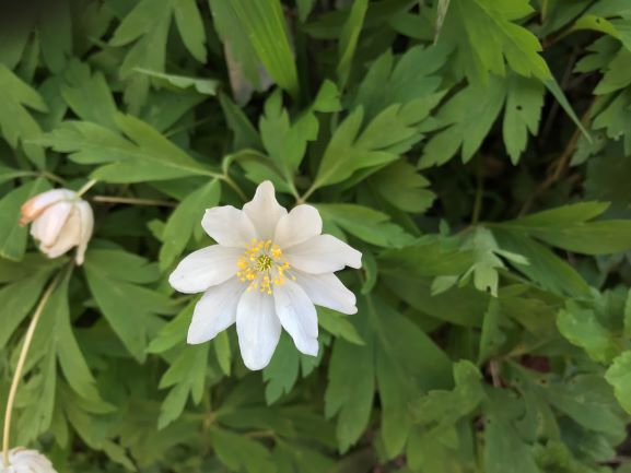 Annexe anémones des bois fleurs.JPG