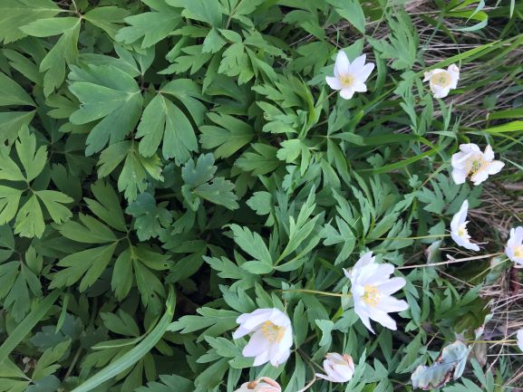 Annexe anémones feuilles.JPG