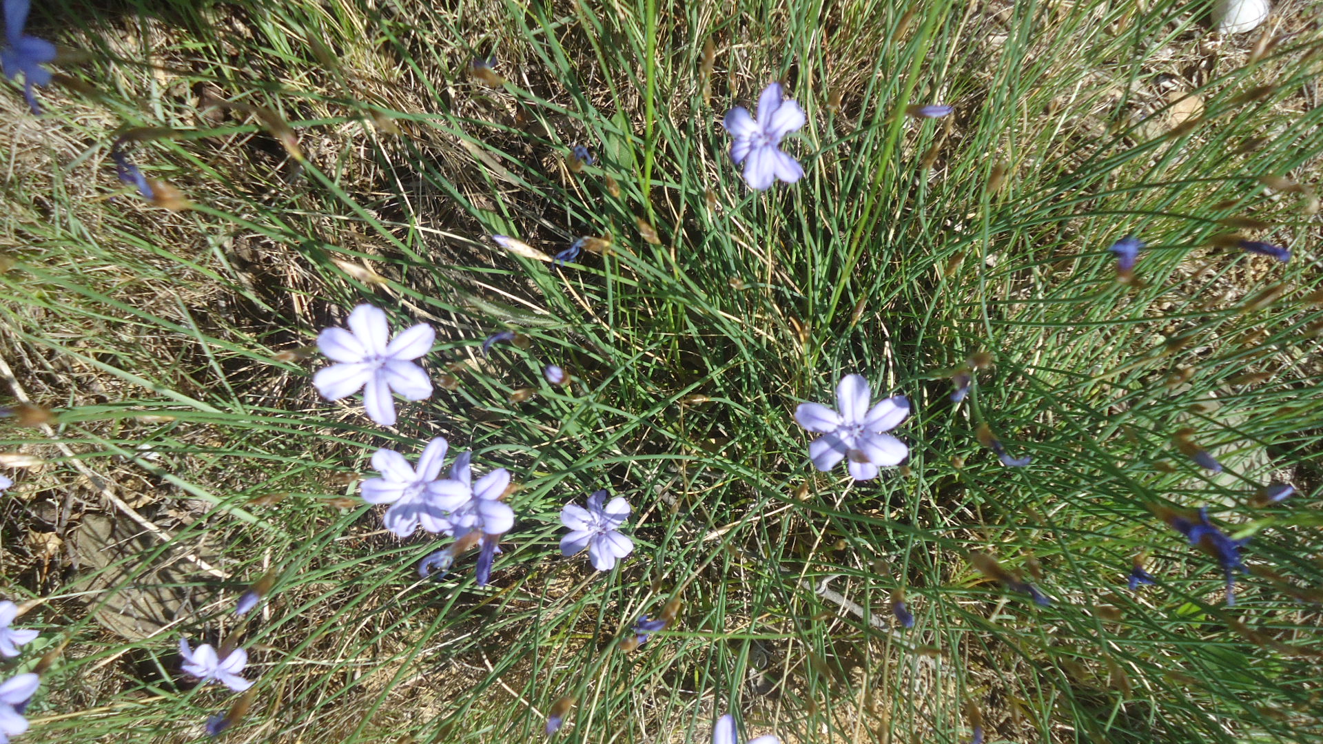 Annexe APHYLANTE2.JPG