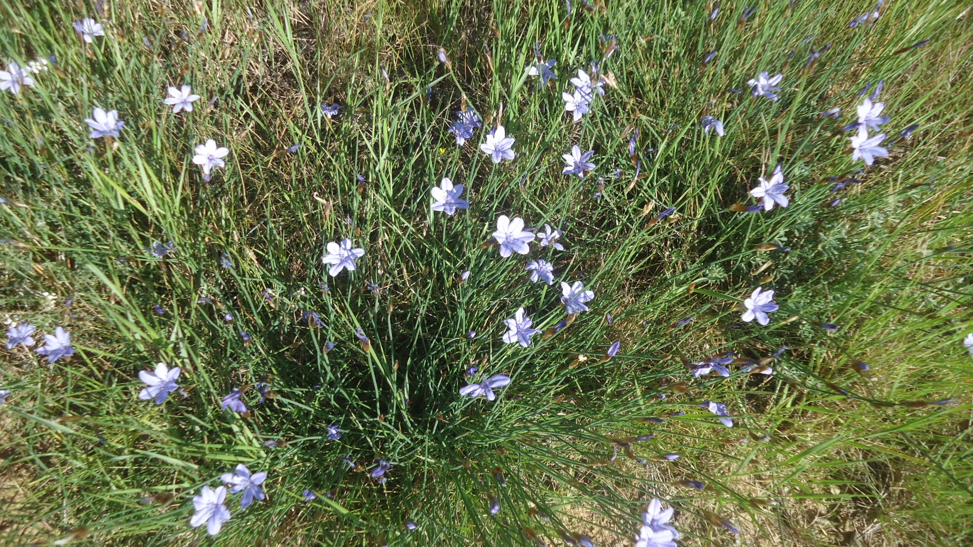 Annexe APHYLANTE3.JPG