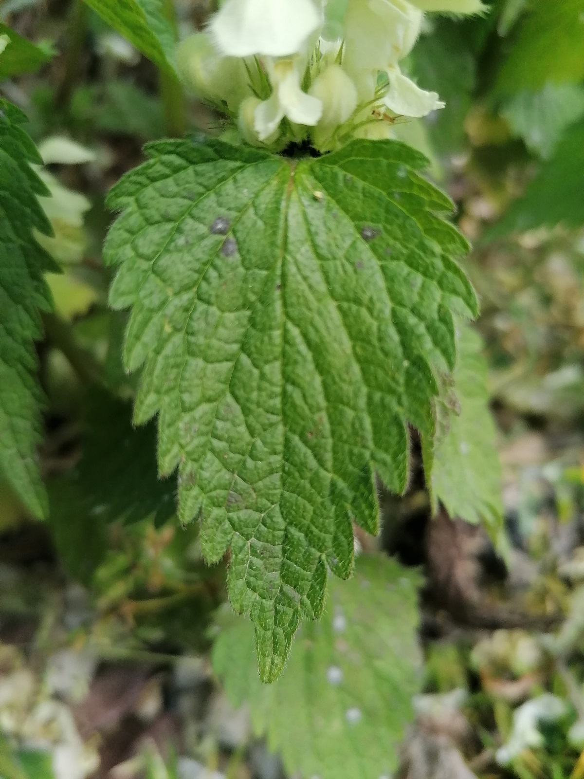 Annexe ortie blanche- feuille.jpg