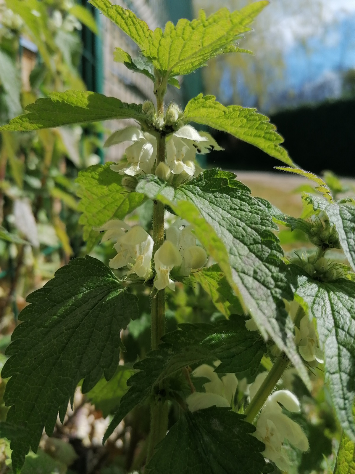 Annexe ortie blanche- fleurs.jpg
