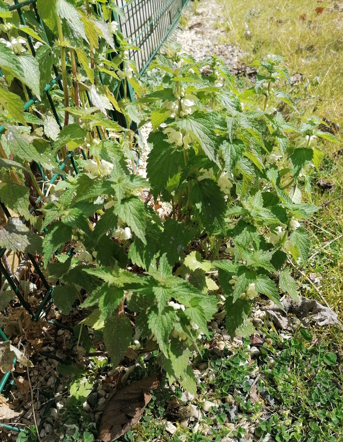 Annexe ortie blanche- vue générale.jpg