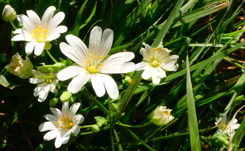 Annexe 1 stellaire situation.png