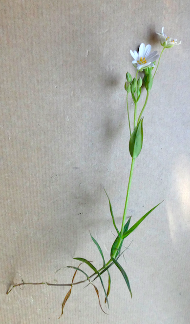 Annexe 2 stellaire pied.png