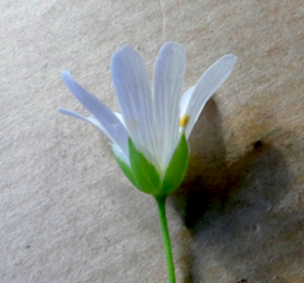 Annexe 3 stellaire fleur vue coté.png