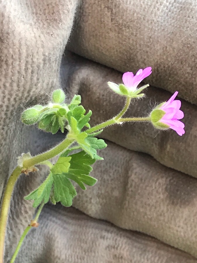 Annexe BB23E2C0-7B42-46F6-BE7C-42849402EAB8.jpeg