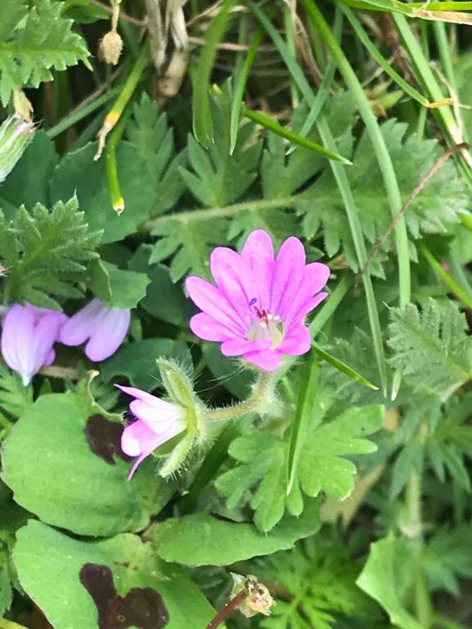 Annexe BE83B3D0-3AA8-40DD-A59D-933E013E2B09.jpeg