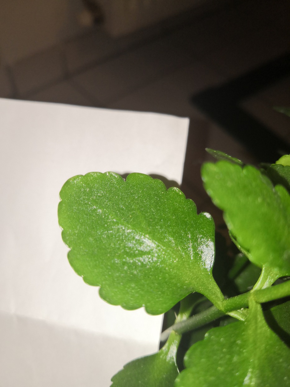 Annexe feuille_superieure-ConvertImage.jpg