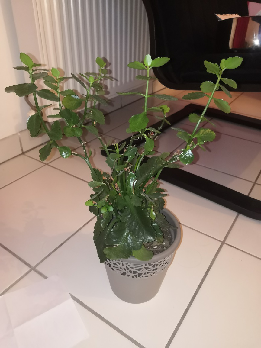 Annexe plantes_globale-ConvertImage.png