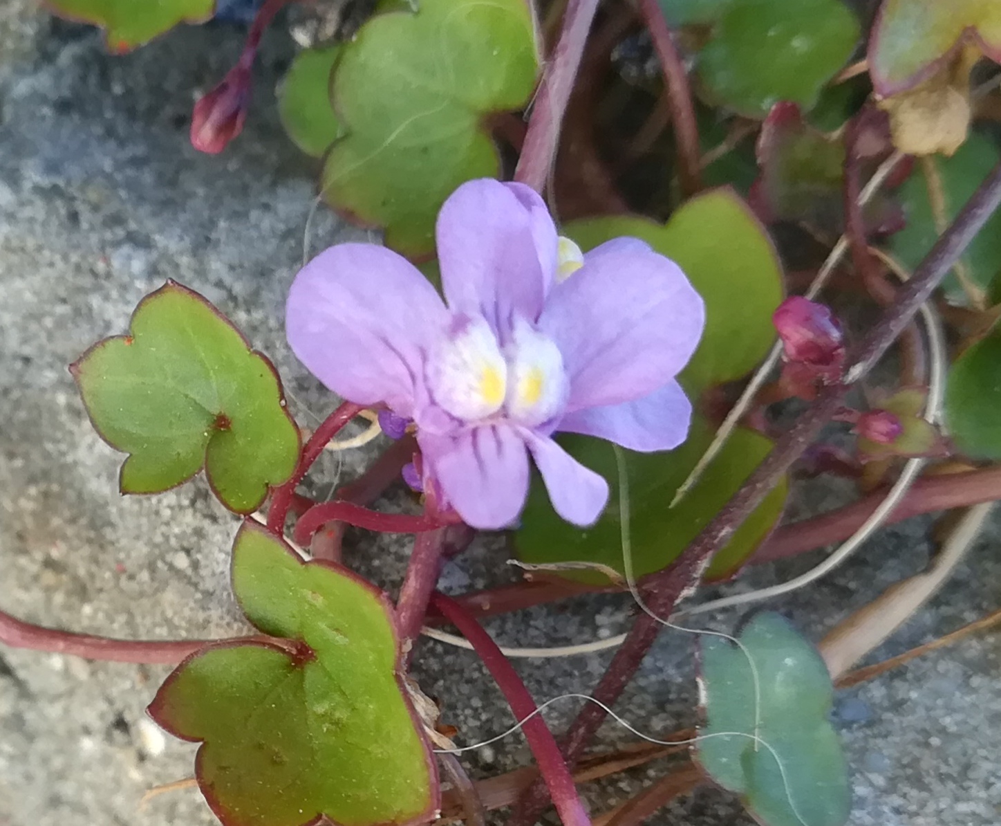 Annexe IMG_20200331_190635.jpg