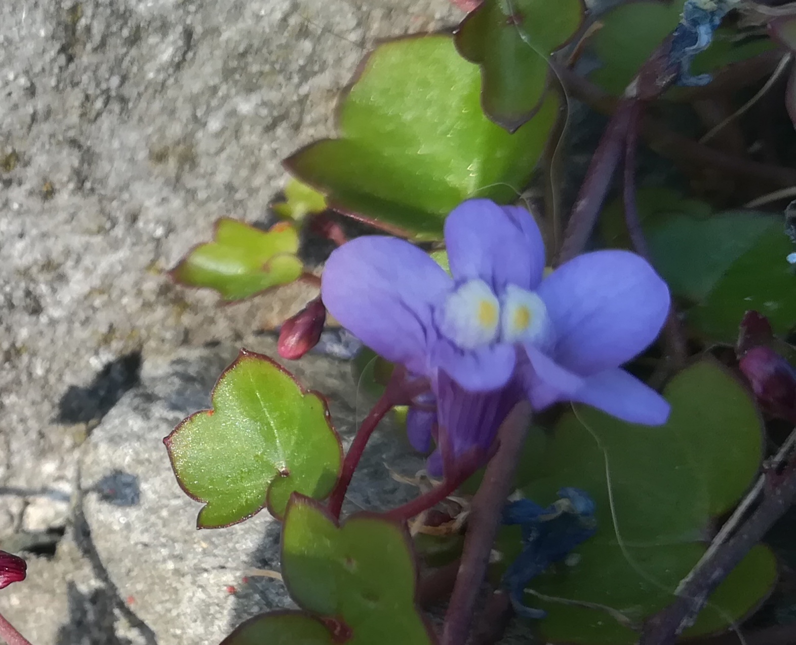 Annexe IMG_20200331_190722.jpg