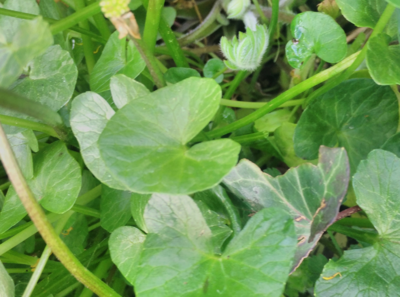 Annexe Ficaire_feuille_.jpg