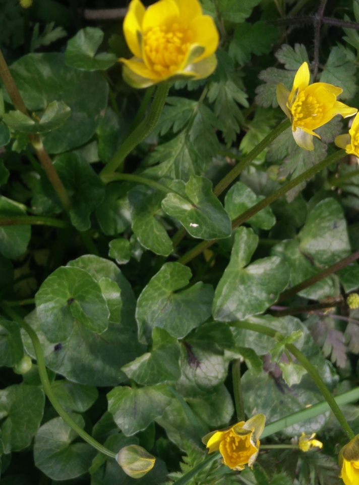 Annexe Ficaire_plante_.jpg