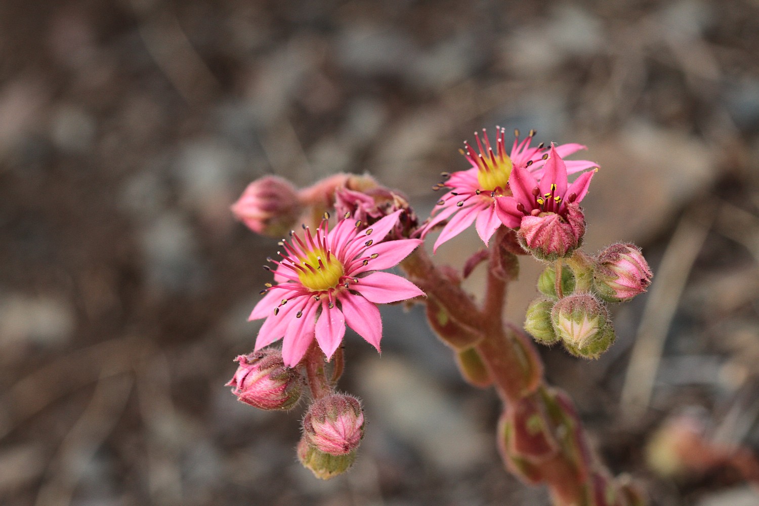 Annexe Sempervivum arachnoideum (1).jpg