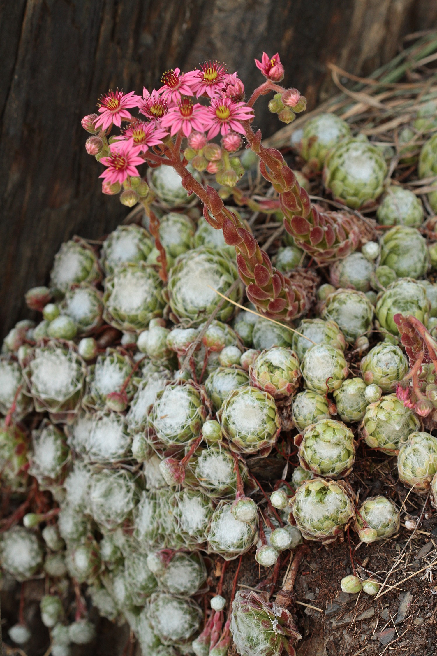 Annexe Sempervivum arachnoideum.jpg