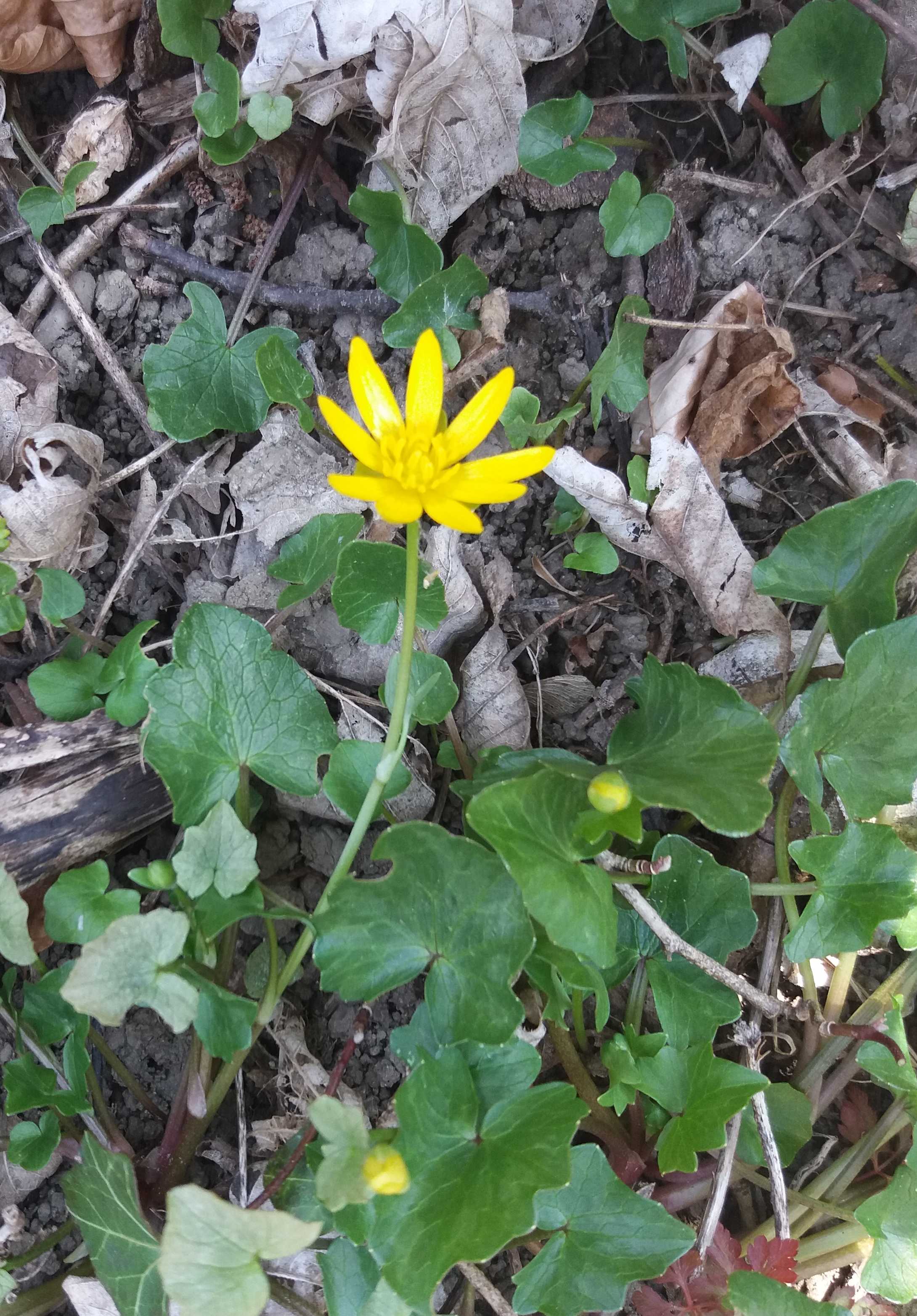 Annexe ficaire-allure-gen.jpg